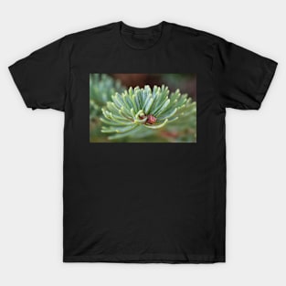 Noble Fir T-Shirt